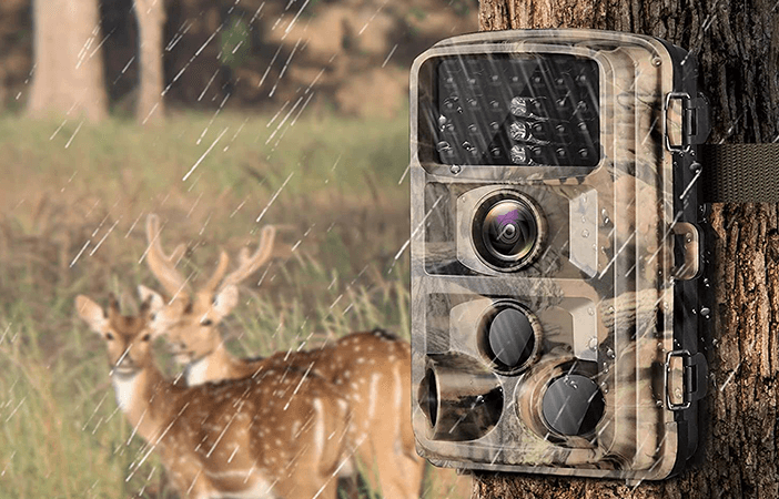 Do Animals Avoid Trail Cameras How Do Trail Cameras Work 