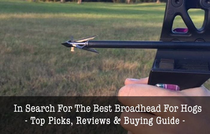 best broadhead for hogs