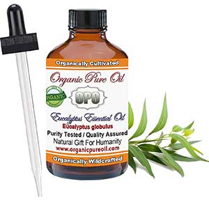 organic pure oil's eucalyptus oil